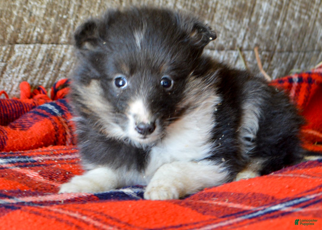 Sheltiedoodle dogs for sale: Marie - Ad 4