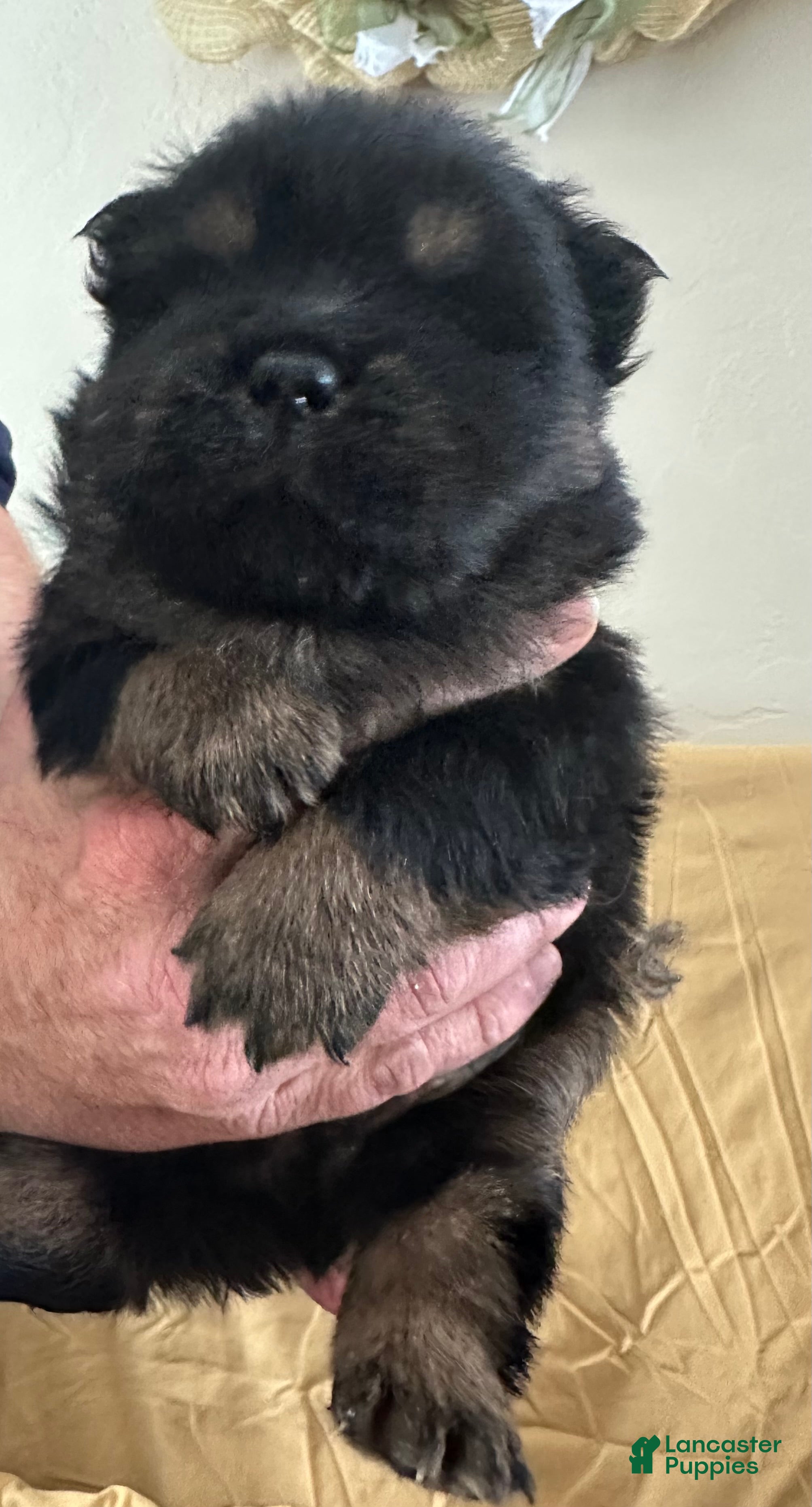 Chow Chow dogs Dozer - Ad 5