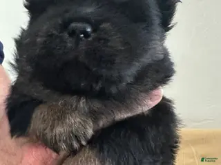 Chow Chow dogs Dozer - Ad 5