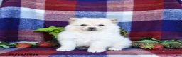 Pomeranian dogs for sale: Foxy - Ad 5