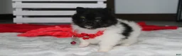 Pomeranian dogs for sale: Ziggy - Ad 3