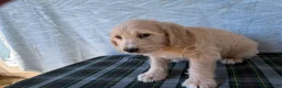 Labradoodle dogs for sale: Labradoodle 7 - Ad 4