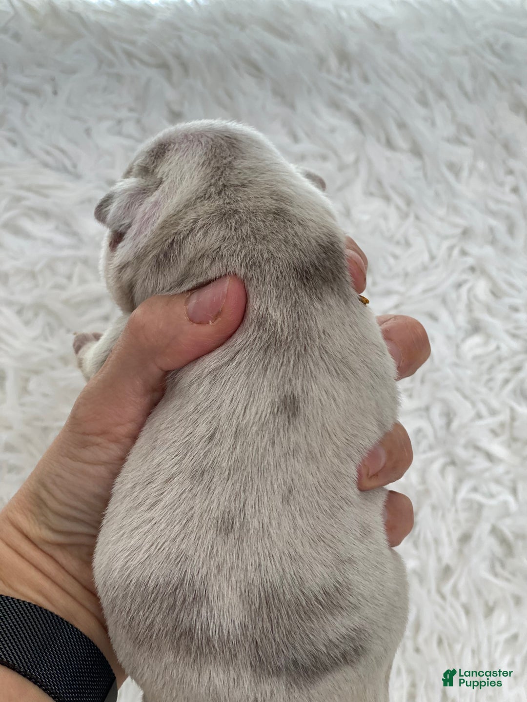 English Bulldog dogs for sale: Esmeralda - Ad 2