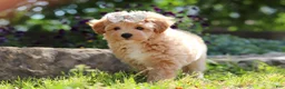 Maltipoo dogs for sale: Posie - Ad 3
