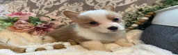 Welsh Corgi Pembroke dogs for sale: Scout - Ad 10