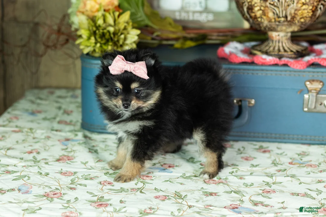 Pomeranian dogs for sale: Reese - Ad 1