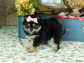 Pomeranian dogs Reese - Ad 39