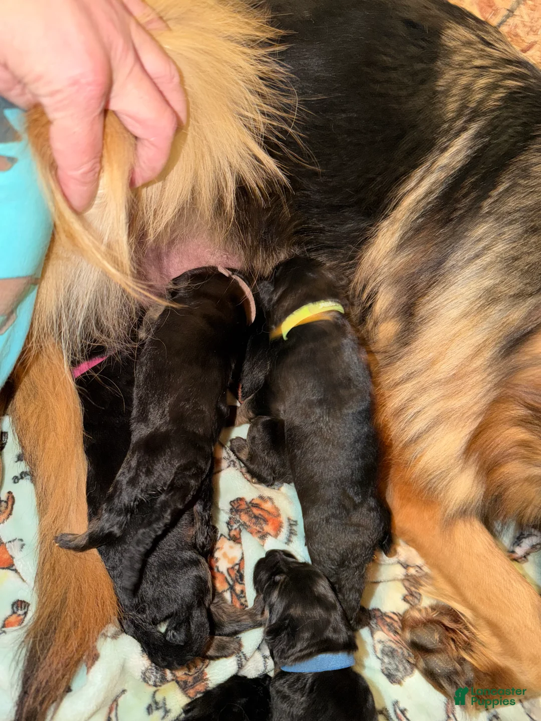 German Shepherd dogs for sale: Lh Champion bred import girl - Ad 4