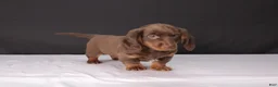 Dachshund dogs for sale: Kacie - Ad 5
