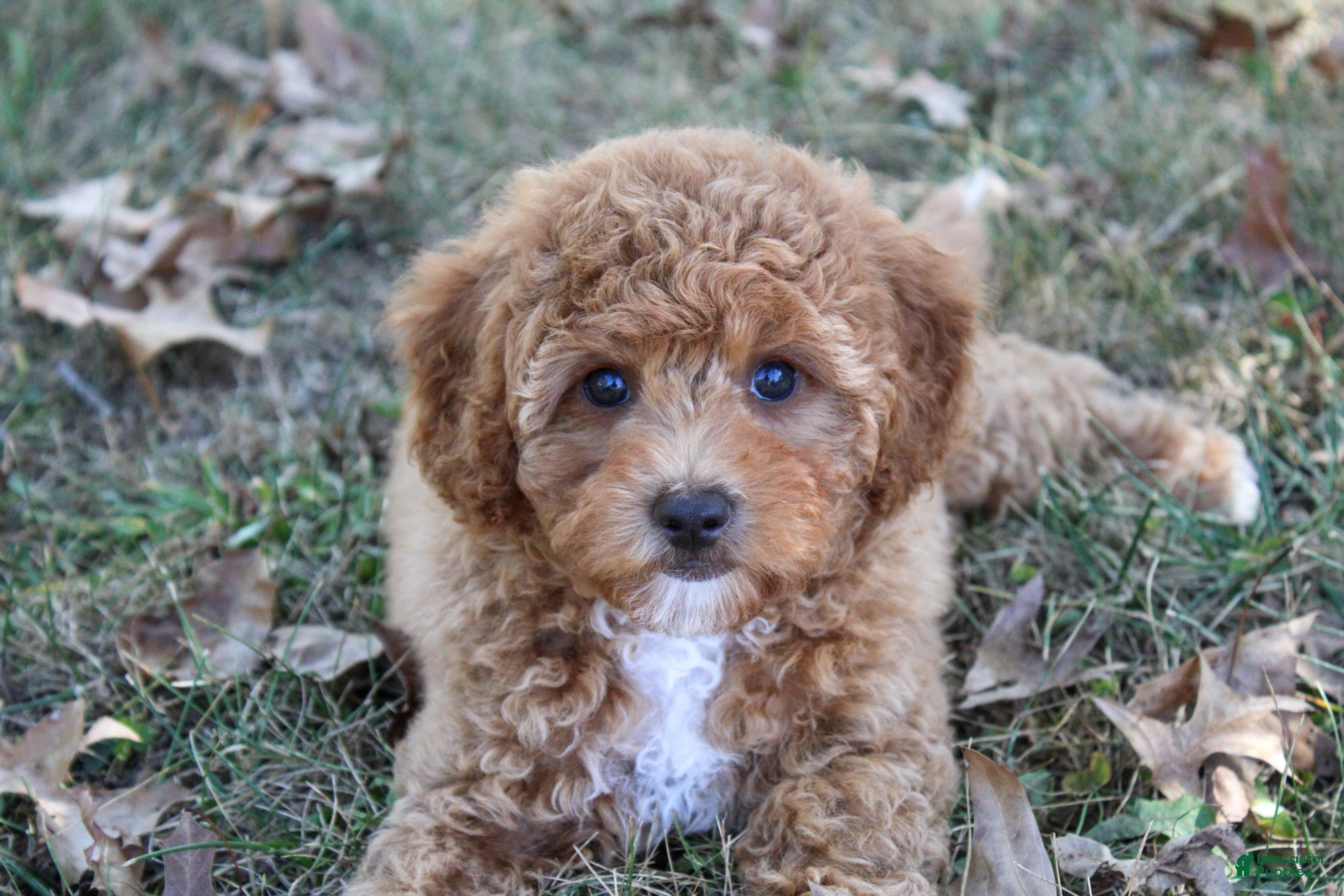 Cavapoo dogs Pennywhistle - Ad 15
