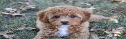 Cavapoo dogs for sale: Pennywhistle - Ad 1