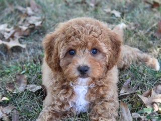 Cavapoo dogs Pennywhistle - Ad 21