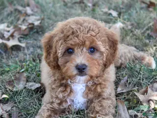 Cavapoo dogs Pennywhistle - Ad 11