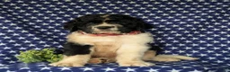 Saint Berdoodles dogs for sale: Clayburn - Ad 2