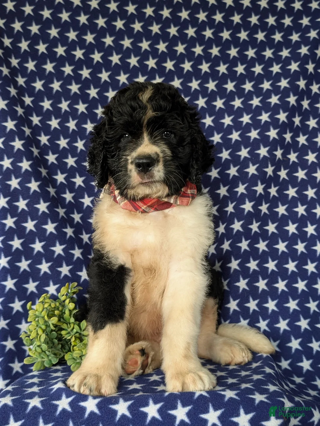 Saint Berdoodles dogs for sale: Clayburn - Ad 2