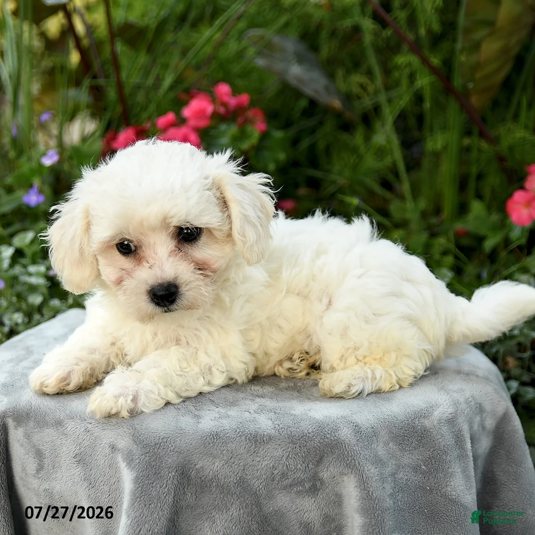 Bichpoo dogs for sale: Laura - Ad 5