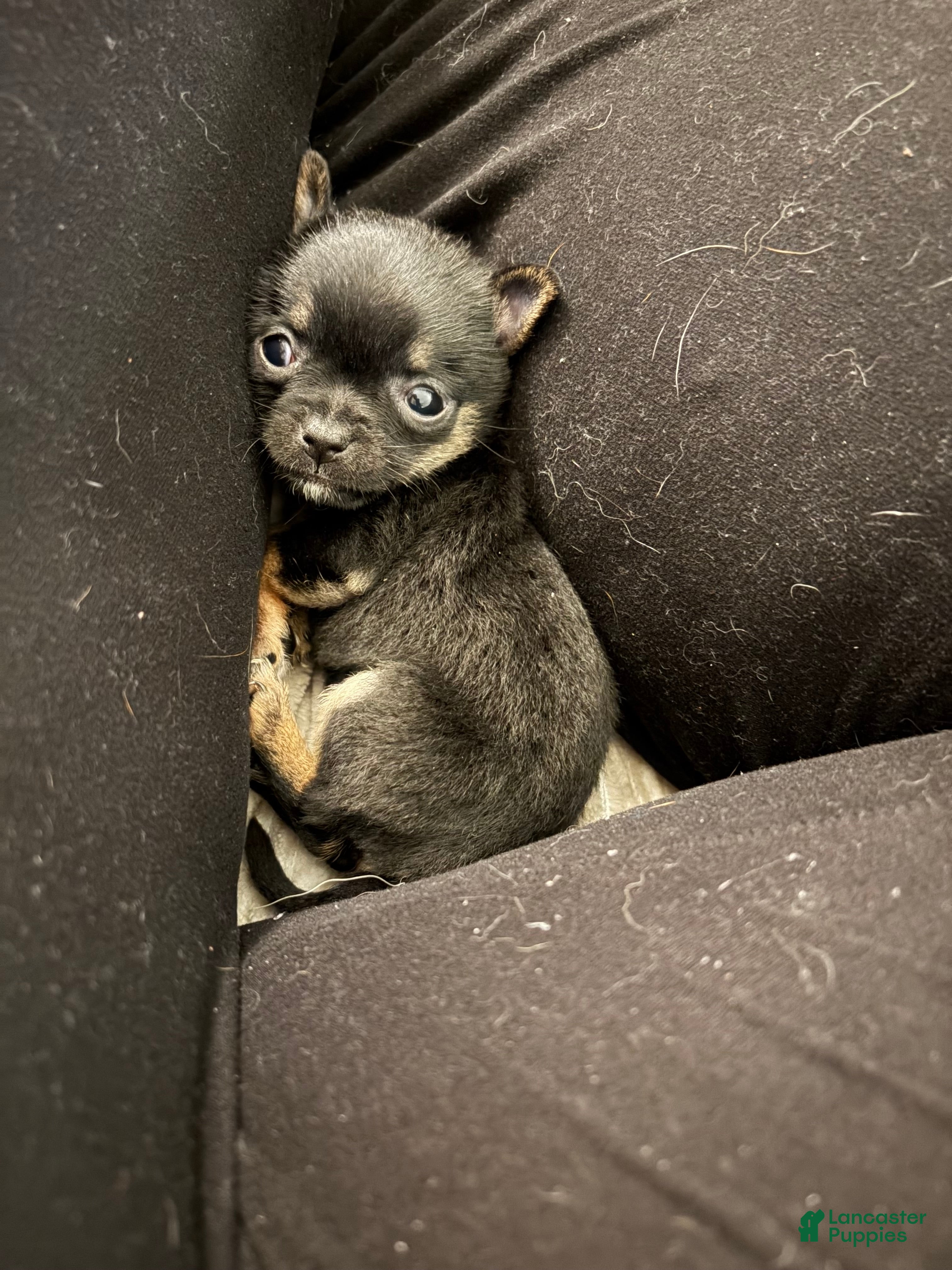 Chihuahua dogs for sale: Daisy - Ad 3