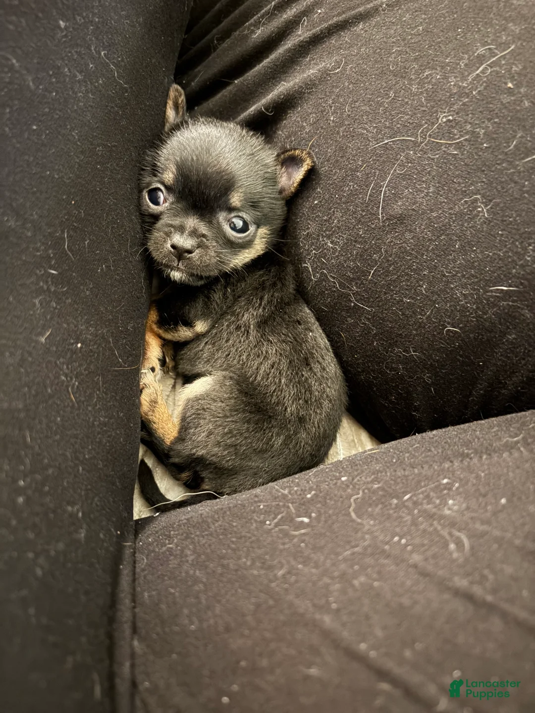 Chihuahua dogs for sale: Daisy - Ad 1