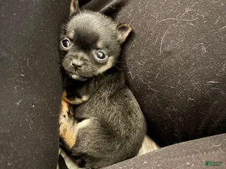 Chihuahua dogs for sale: Daisy - Ad 3