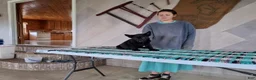 German Shepherd dogs for sale: Axel - Ad 1