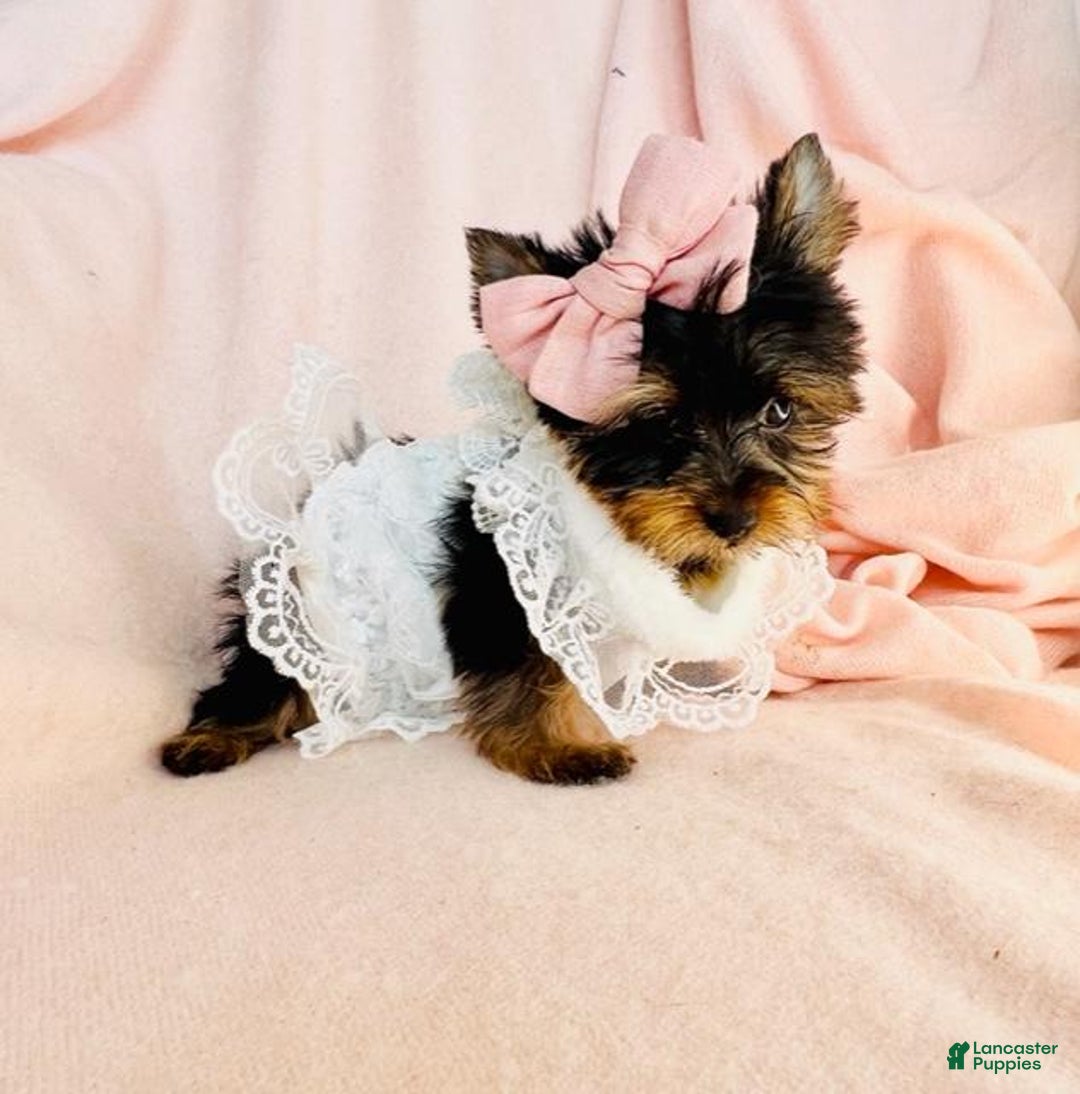 Yorkshire Terrier dogs for sale: Yorkshire Terrier Puppy 2 - Ad 1