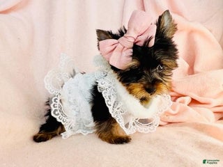 Yorkshire Terrier dogs Yorkshire Terrier Puppy 2 - Ad 15