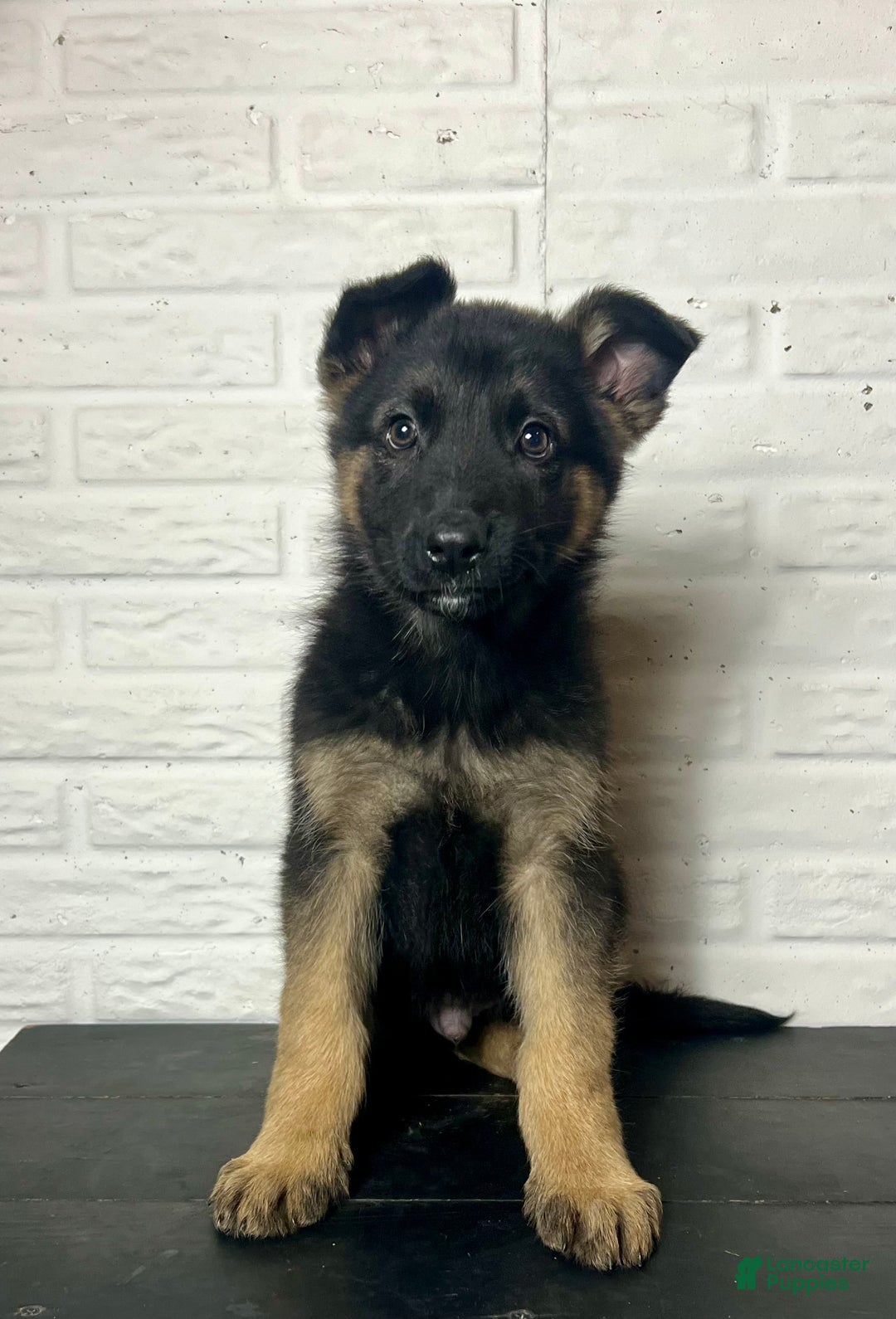 German Shepherd dogs for sale: Denver - Ad 2