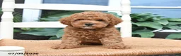 Toy Poodle dogs for sale: Nugget - Ad 3