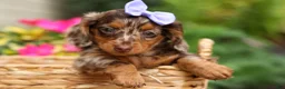 Miniature Dachshund dogs for sale: Isabelle🩷  - Ad 6