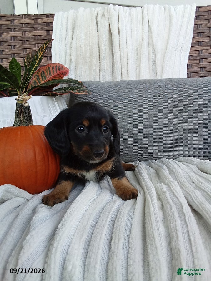 Miniature Dachshund dogs Joy - Ad 2