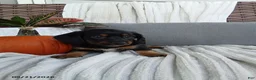 Miniature Dachshund dogs for sale: Joy - Ad 2