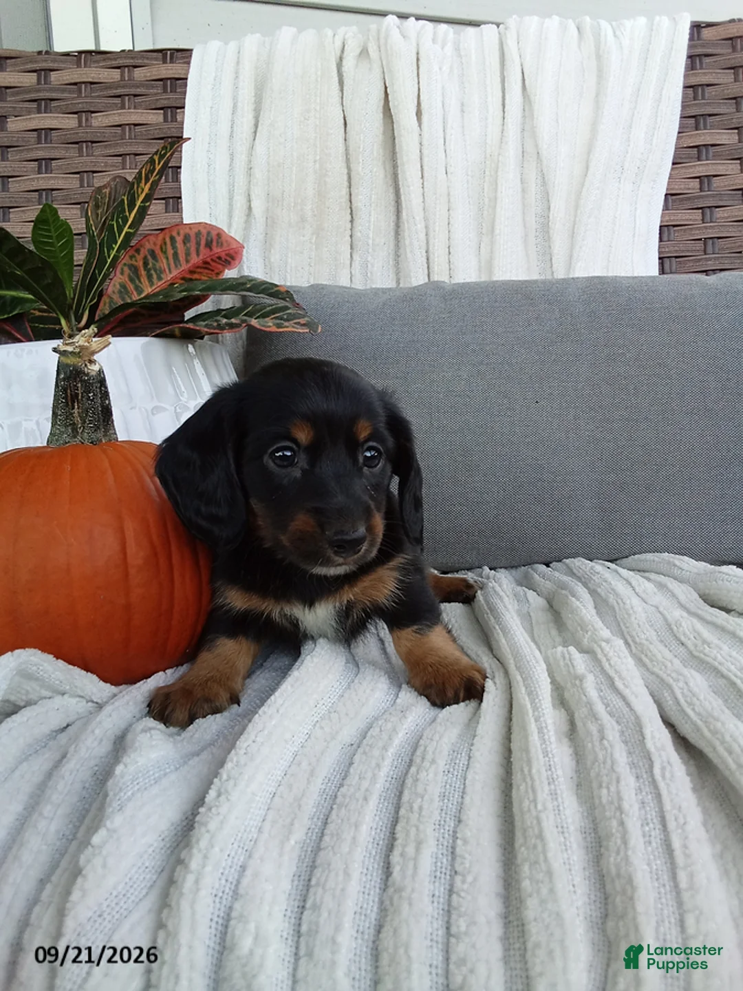 Miniature Dachshund dogs for sale: Joy - Ad 2