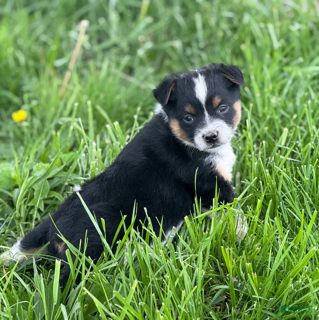Mixed Breed dogs for sale: Mixed Breed Puppy 2 - Ad 1