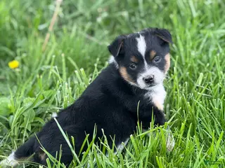 Mixed Breed dogs for sale: Mixed Breed Puppy 2 - Ad 2