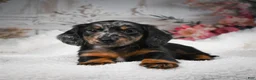 Miniature Dachshund dogs for sale: AKC-Bingo - Ad 6