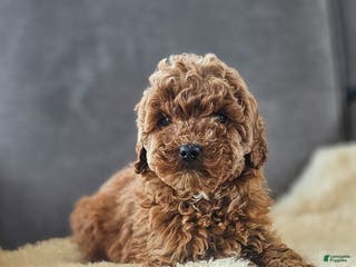 Mini Goldendoodle dogs Miley - Ad 1