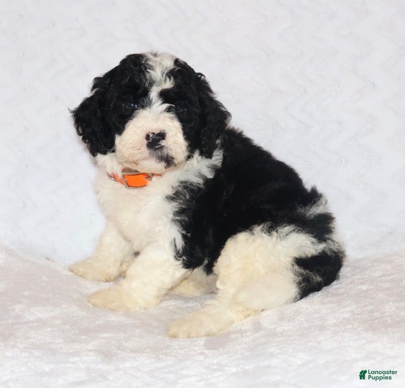 Mini Goldendoodle dogs Robin - Ad 2