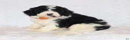 Mini Goldendoodle dogs for sale: Robin - Ad 2
