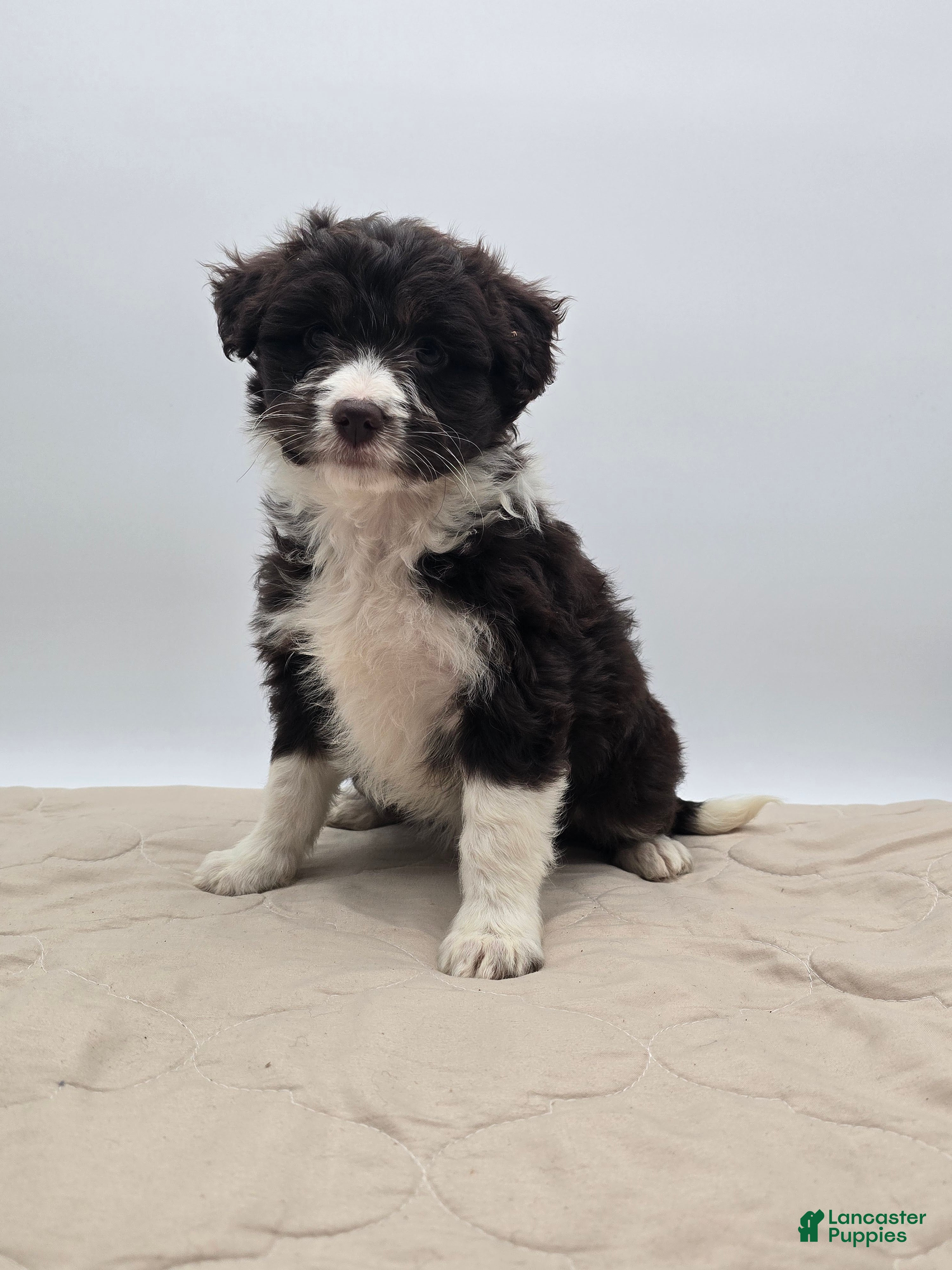 Aussiedoodle dogs Lucy - Ad 2