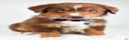 Miniature Australian Shepherd dogs for sale: Jett - Ad 9