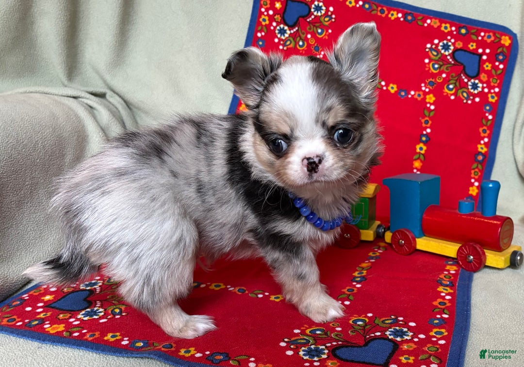 Chihuahua dogs for sale: AKC Champion-sired Houdini - Ad 1