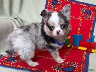 Chihuahua dogs AKC Champion-sired Houdini - Ad 26