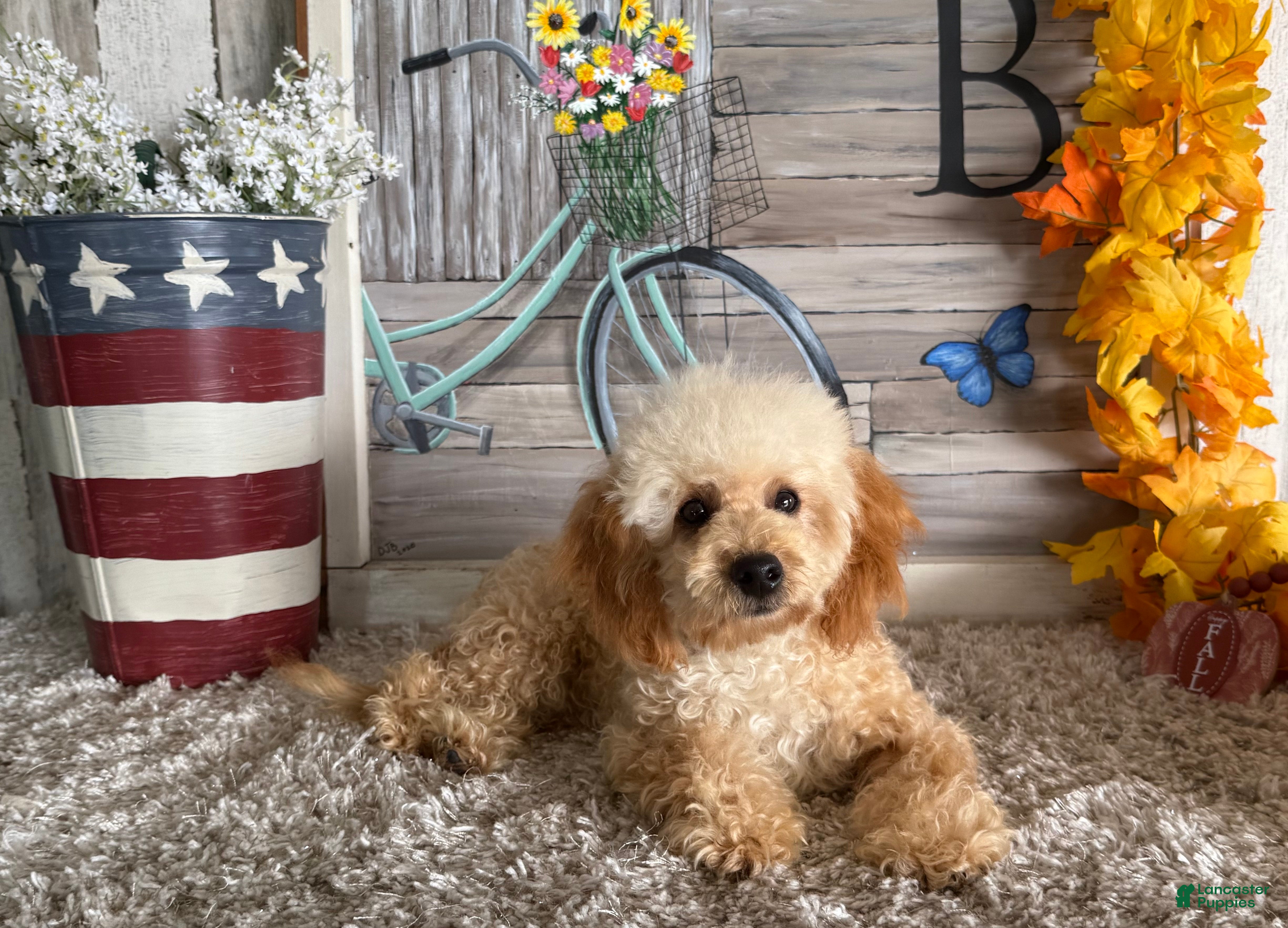 Maltipoo dogs Eldo - Ad 3