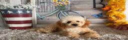 Maltipoo dogs for sale: Eldo - Ad 1