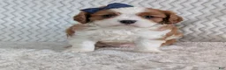 Cavalier King Charles Spaniel dogs for sale: Riley - Ad 11
