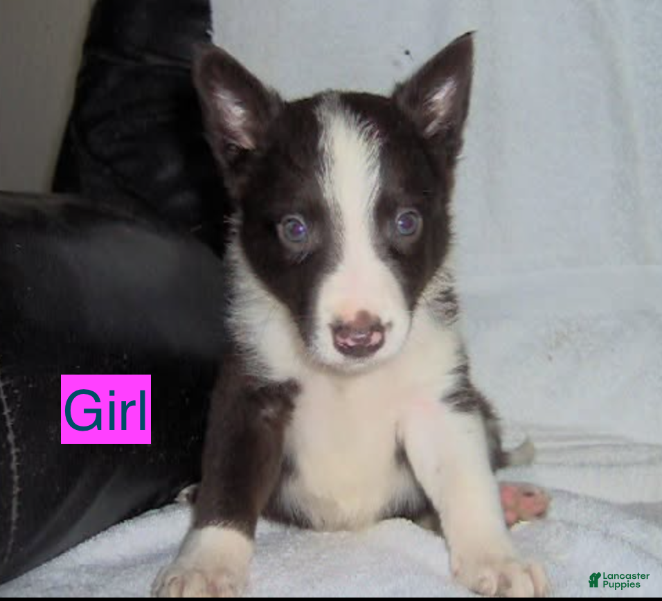 Border Collie dogs for sale: Border Collie Girl 3 - Ad 3