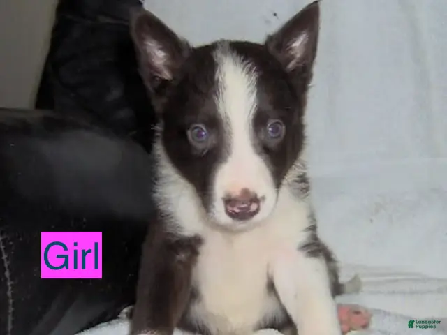 Border Collie dogs for sale: Border Collie Girl 3 - Ad 3
