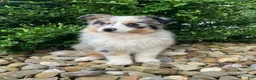 Miniature Australian Shepherd dogs for sale: Teddy - Ad 1
