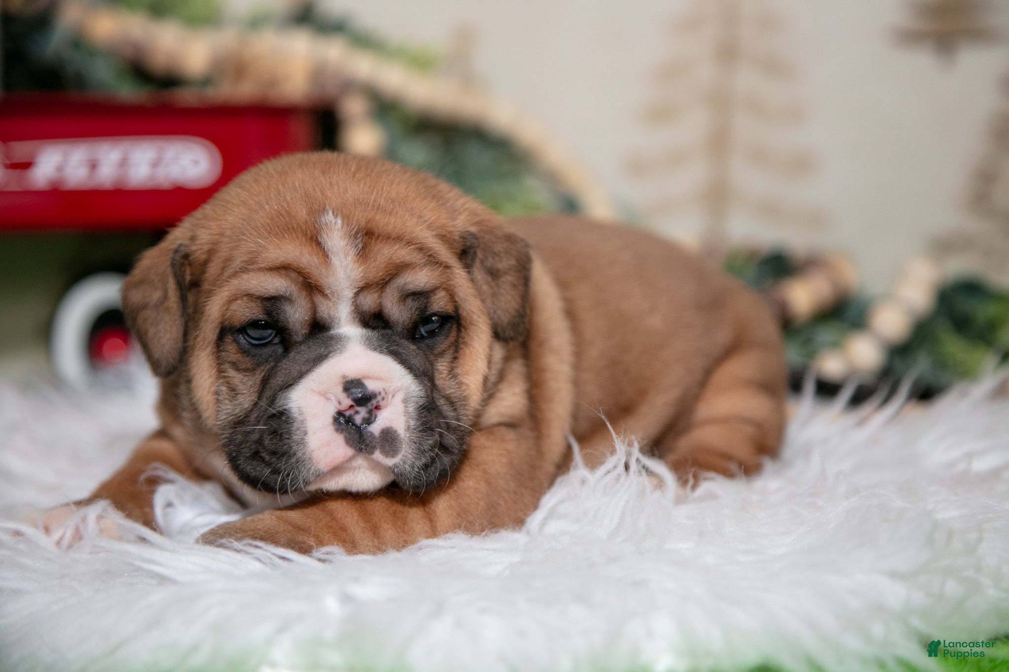 Mixed Breed dogs Cody - Ad 2