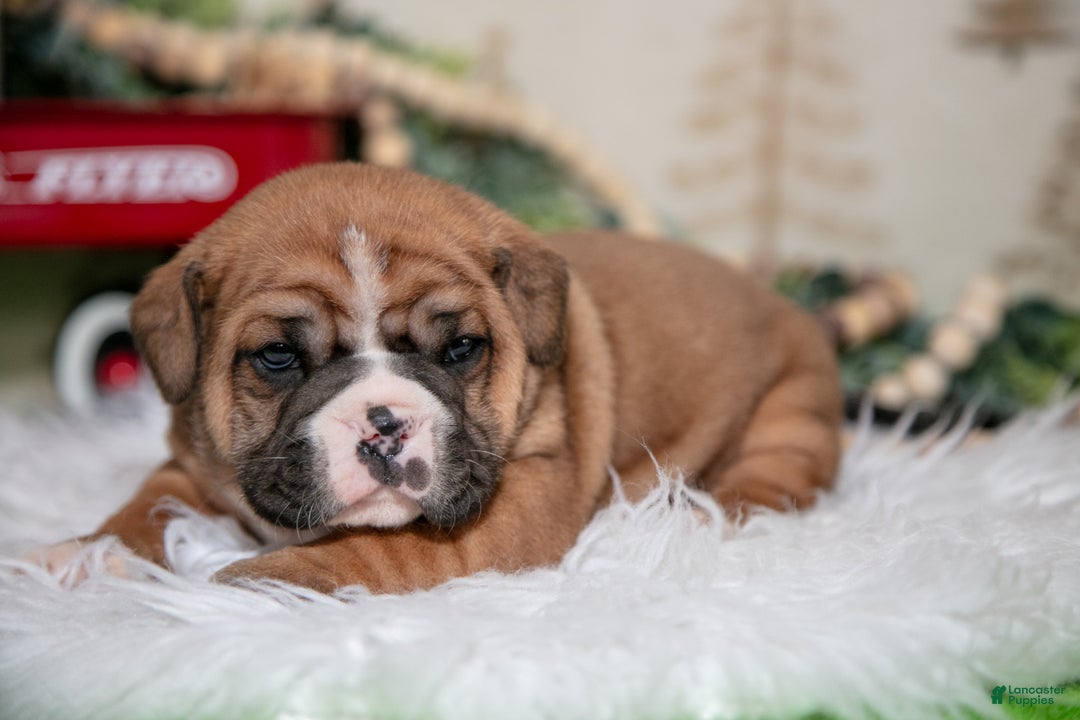 Mixed Breed dogs for sale: Cody - Ad 1